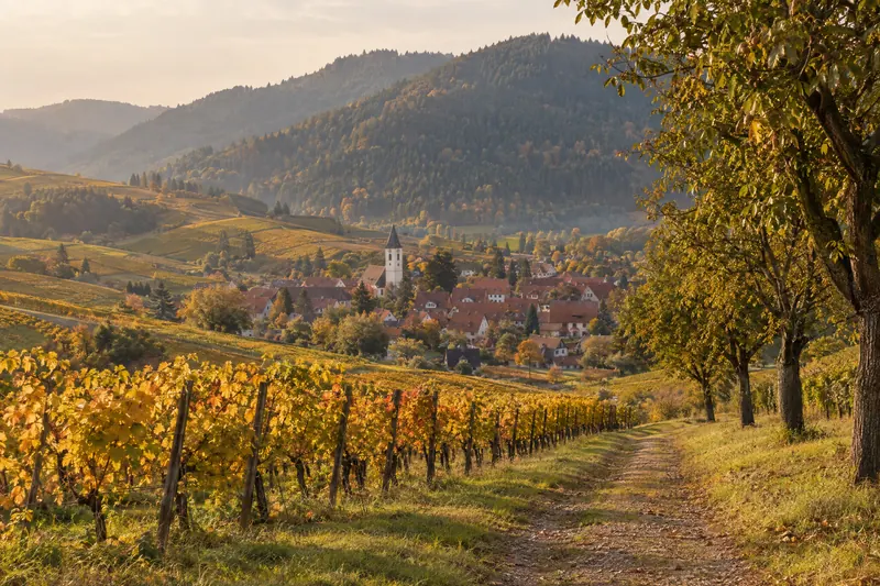 Herbstliche Weinberge, ein Dorf mit Kirchturm und bewaldete Hügel als Stimmungsbild
